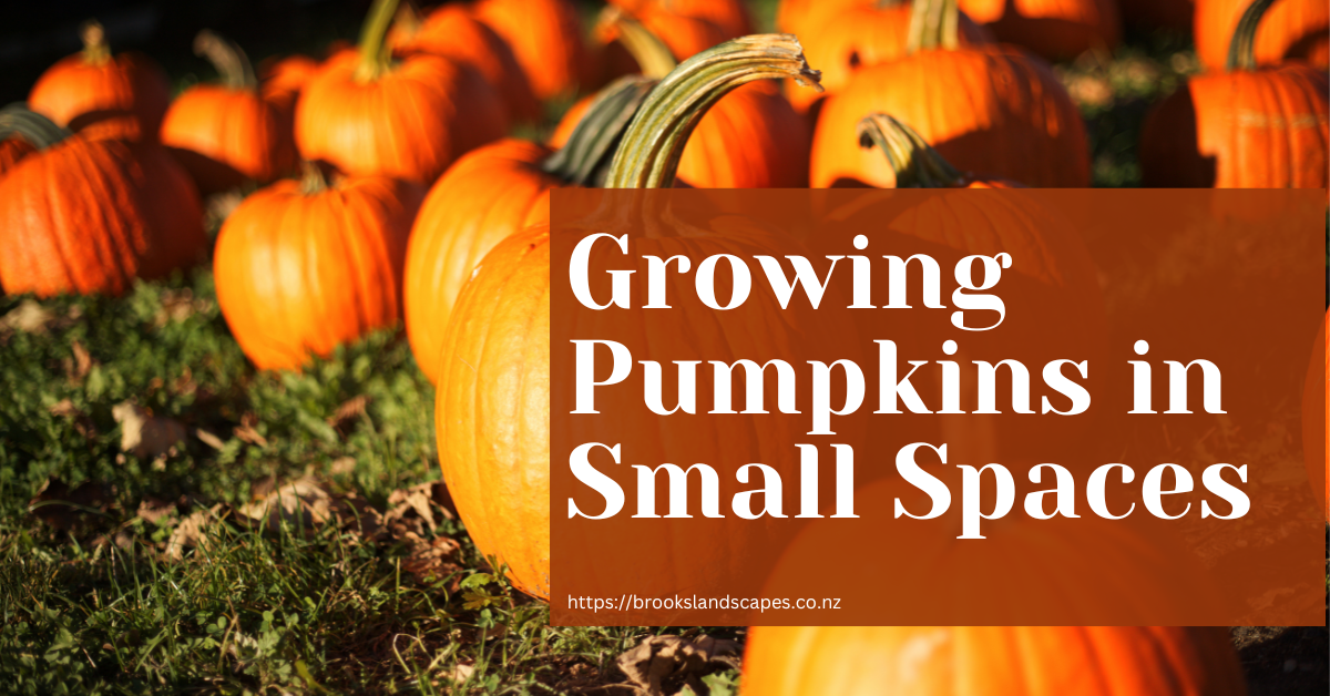 Growing Pumpkins in Small Spaces​